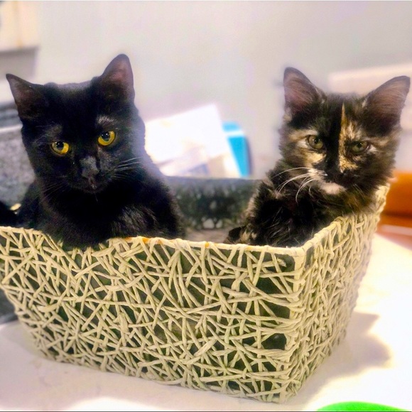 Meet your Posher, Mya - Picture 3 of 13